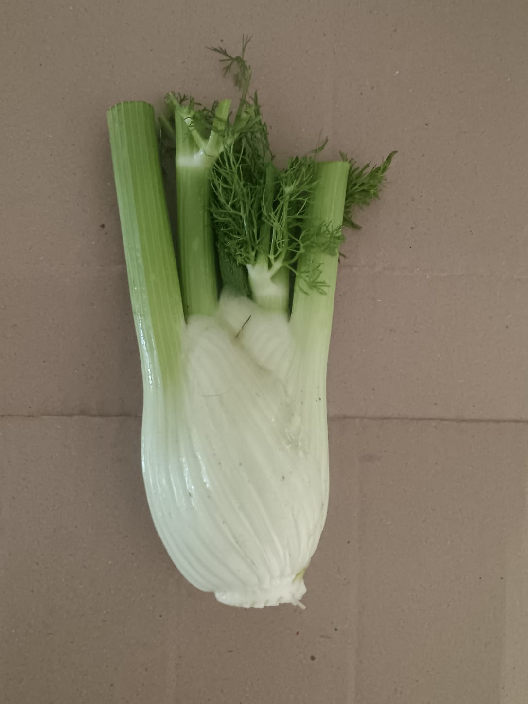 Fennel Bulbs